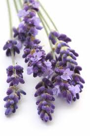 Extracto De Lavanda X 45Cc  (Relajante)