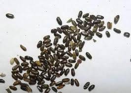 Semilla De Lavanda (20 Grs)