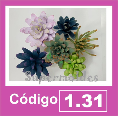 Suculentas Combinable